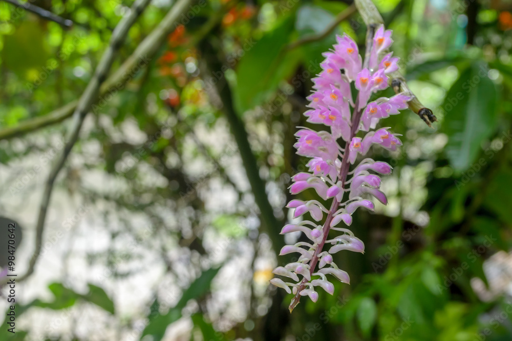 Rhynchostylis, Beautiful pink orchid at tropical garden Rhynchostylis, Beautiful pink orchid at tropical garden