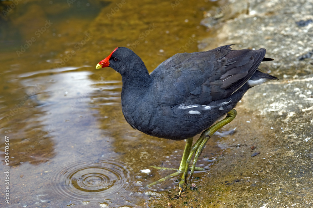 Common gallinule, bird very common in Brazil Common gallinule, bird very common in Brazil