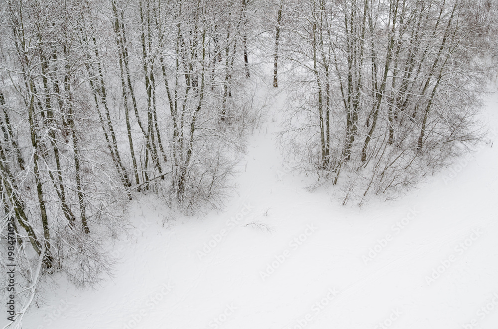 Top view of the edge of a snowy forest Top view of the edge of a snowy forest
