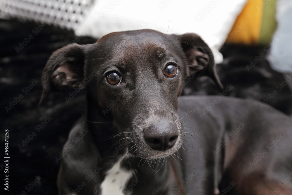 chien lévrier espagnol femelle dans appartement bauhaus