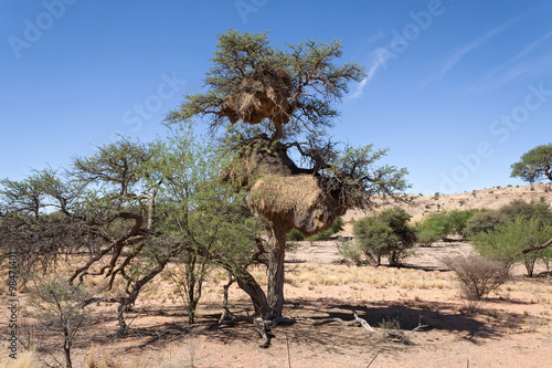 Sociable Weavers nest in the Kalahari Desert, South Africa