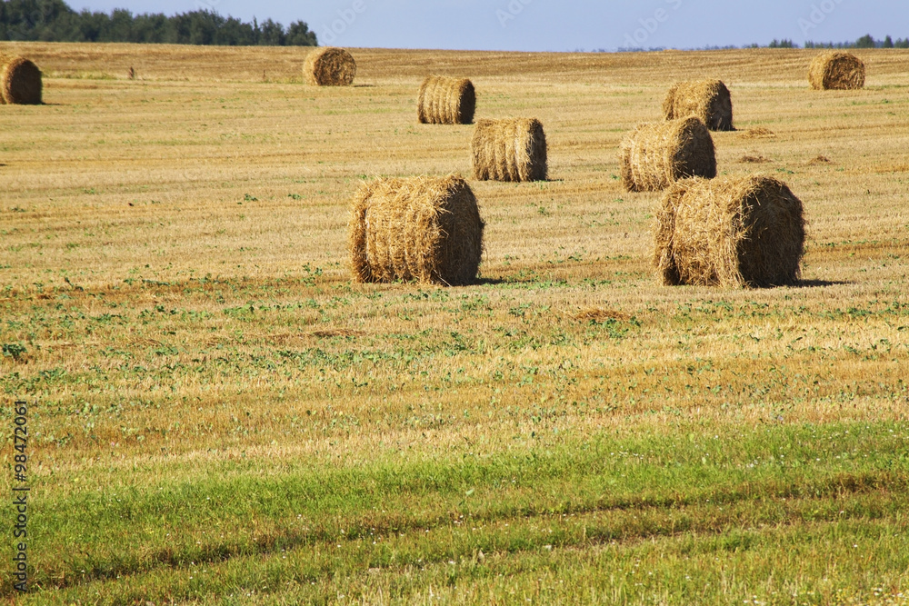 Fototapeta premium Landscape near Petkovichi village. Belarus