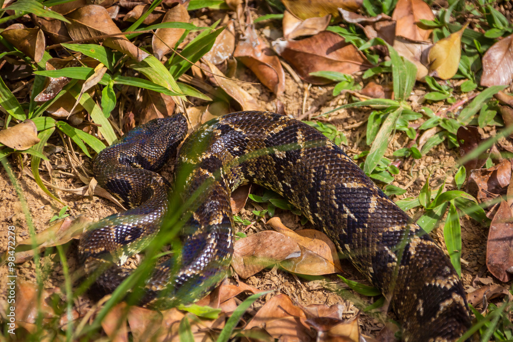 Malagasy tree boa (Madagascar tree boa) Malagasy tree boa (Madagascar tree boa)