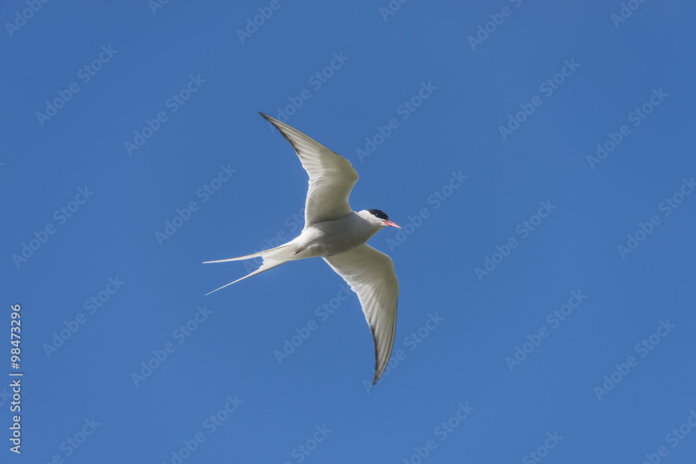 Single seagull flying at blue sky at Iceland, summer, 2015 Single seagull flying at blue sky at Iceland, summer, 2015