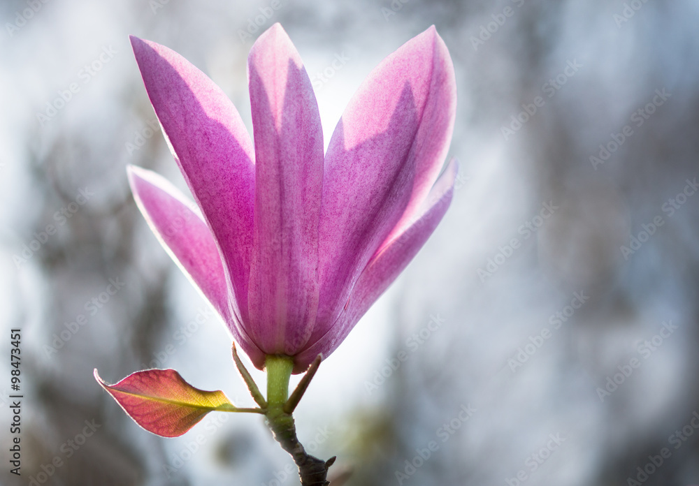 Single pink magnolia flower on blurry gray background Single pink magnolia flower on blurry gray background