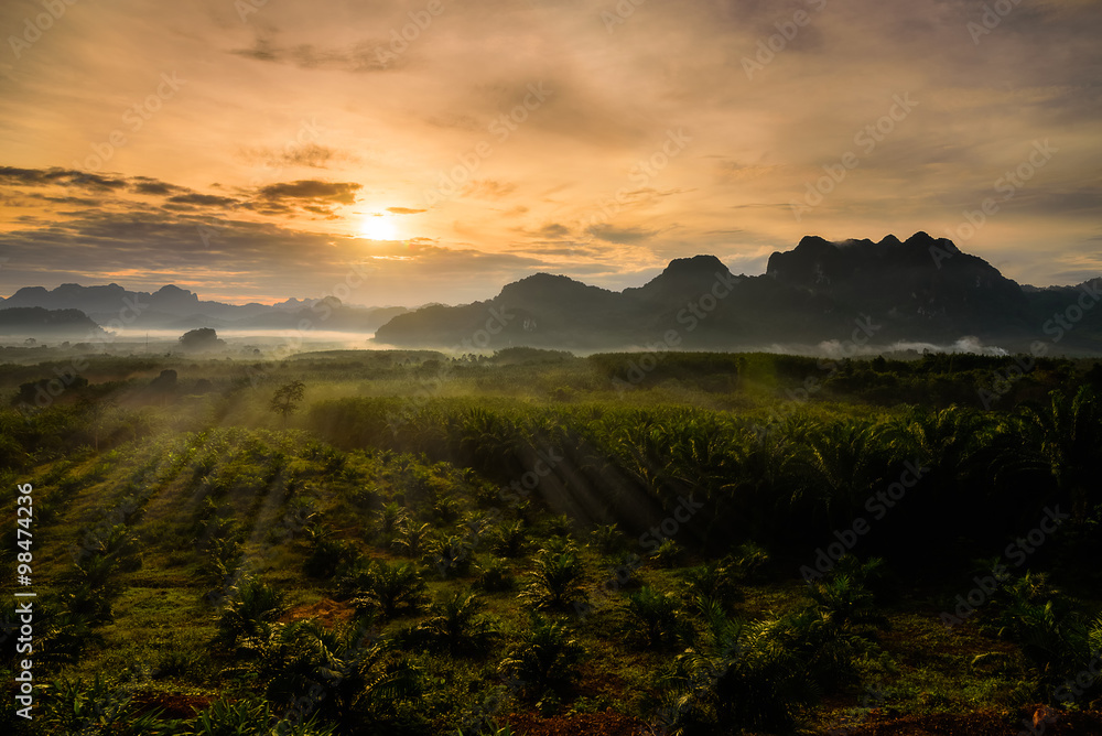Silhouette oil palm agriculture area in sunrise