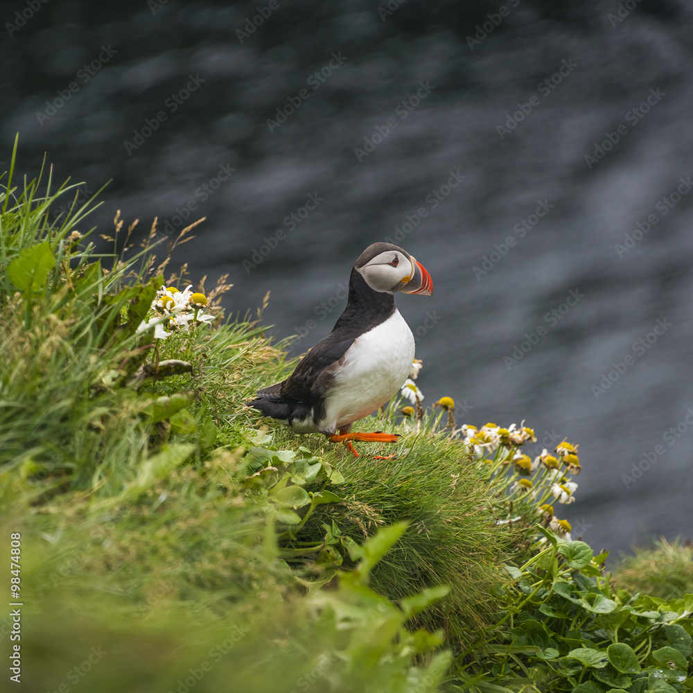 Icelandic puffins at remote islands, Iceland, summer, 2015 Icelandic puffins at remote islands, Iceland, summer, 2015