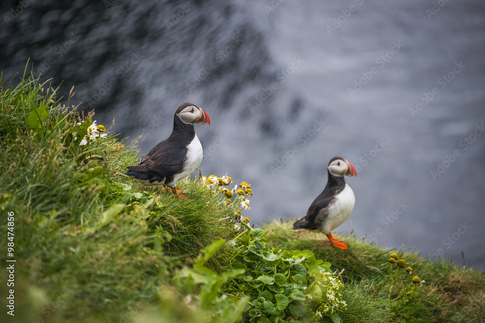 Fototapeta premium Icelandic puffins at remote islands, Iceland, summer, 2015