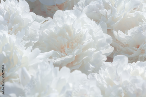 White peony flower background © smiltena