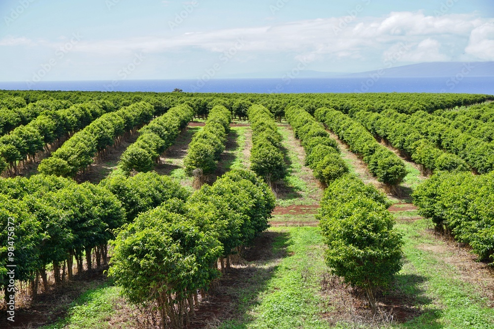 A coffee plantation in Kaanapali near Lahaina in Maui, Hawaii