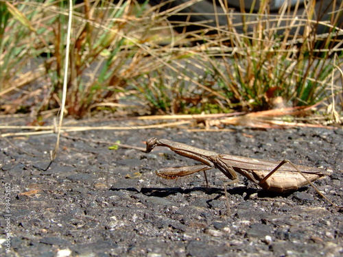 コカマキリ（2015年10月25日　岐阜県恵那市）