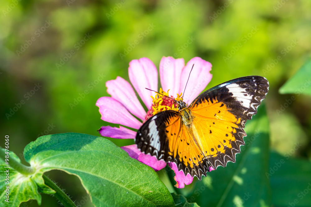 macro of butterfly on zinnia flower (The Leopard Lacewing) macro of butterfly on zinnia flower (The Leopard Lacewing)