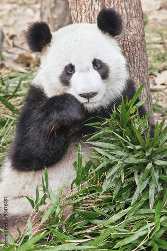 Fototapeta Naklejka Na Ścianę i Meble -  Giant Panda eating fresh bamboo in Chengdu Zoo, China