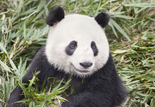 Fototapeta Naklejka Na Ścianę i Meble -  Giant Panda eats fresh bamboo