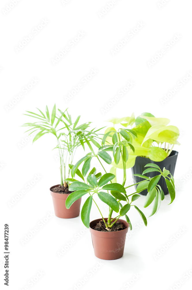 観葉植物,白背景 観葉植物,白背景