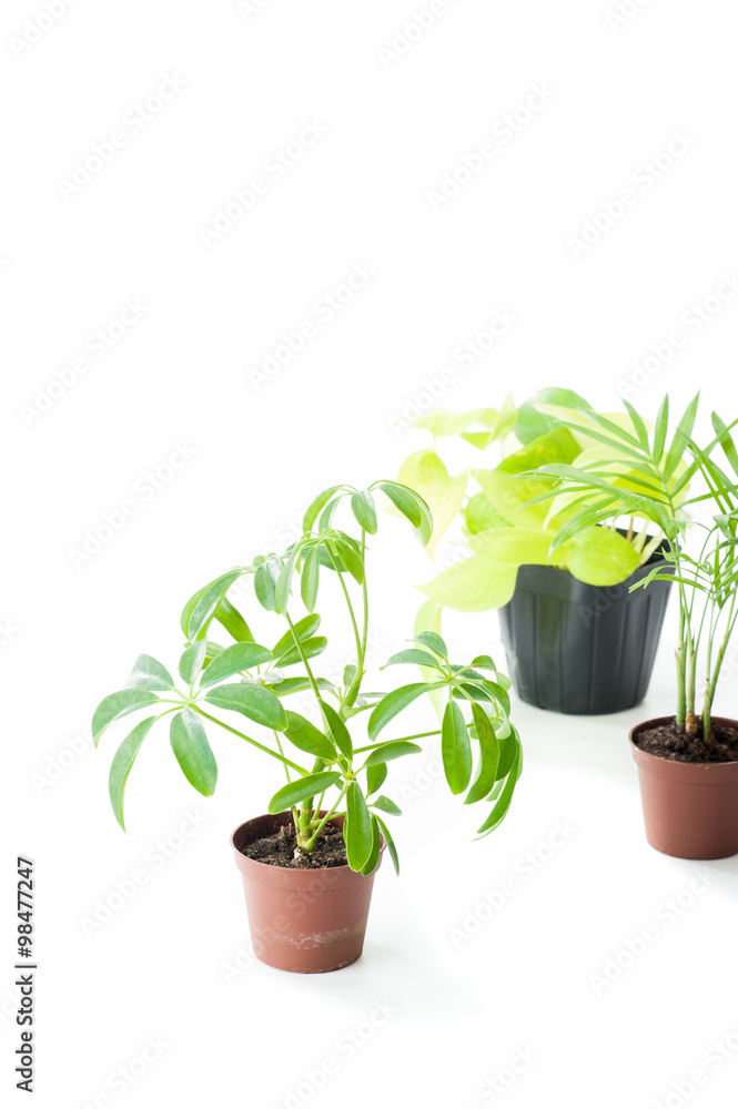 Obraz premium 観葉植物,白背景