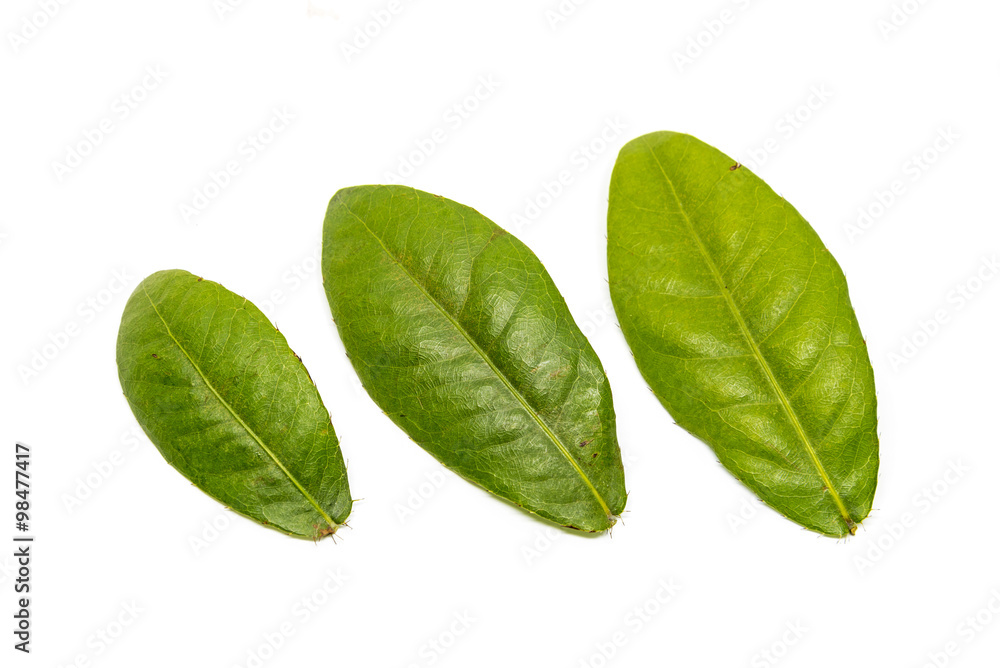 Green leaves on white background. Green leaves on white background.