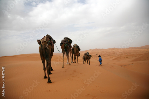 The Sahara サハラ砂漠のラクダ