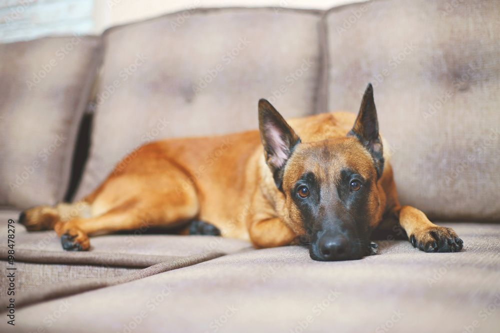 Belgian Shepherd dog Malinois lying on a sofa
