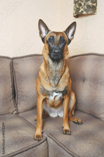 Belgian Shepherd dog Malinois sitting on a sofa