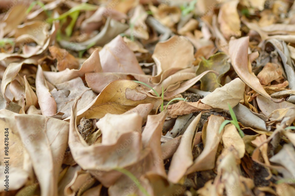 dry leaves on ground in autumn garden