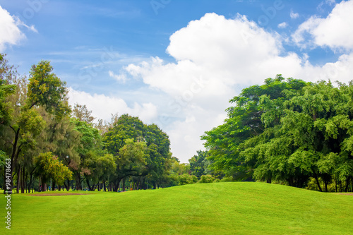 Fototapeta Naklejka Na Ścianę i Meble -  Trees and grass field with blue sky