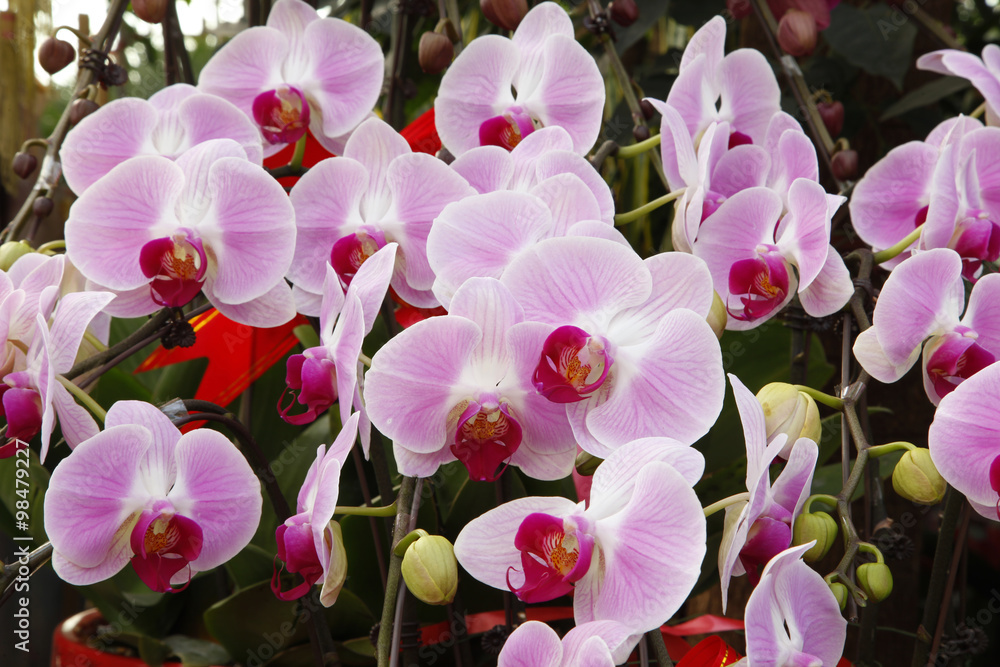 Fototapeta premium Butterfly orchid