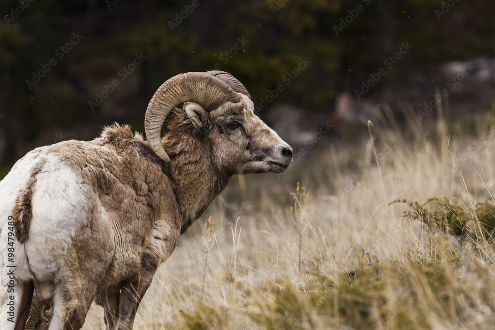 Big Horn Sheep in the Seculed Nature of Banff National park Big Horn Sheep in the Seculed Nature of Banff National park
