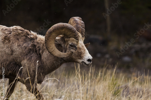 Big Horn Sheep in the Seculed Nature of Banff National park
