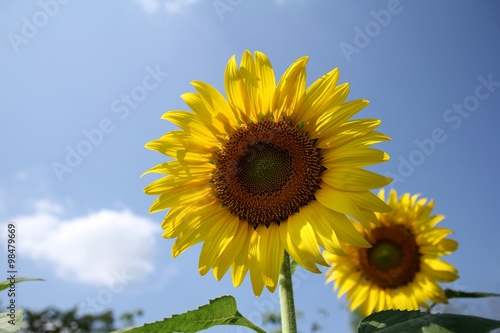 sun flower