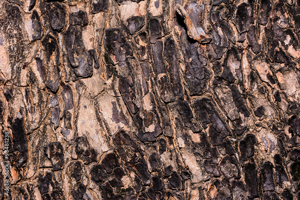 Closeup cracked skin of trunk of tree texture background Closeup cracked skin of trunk of tree texture background