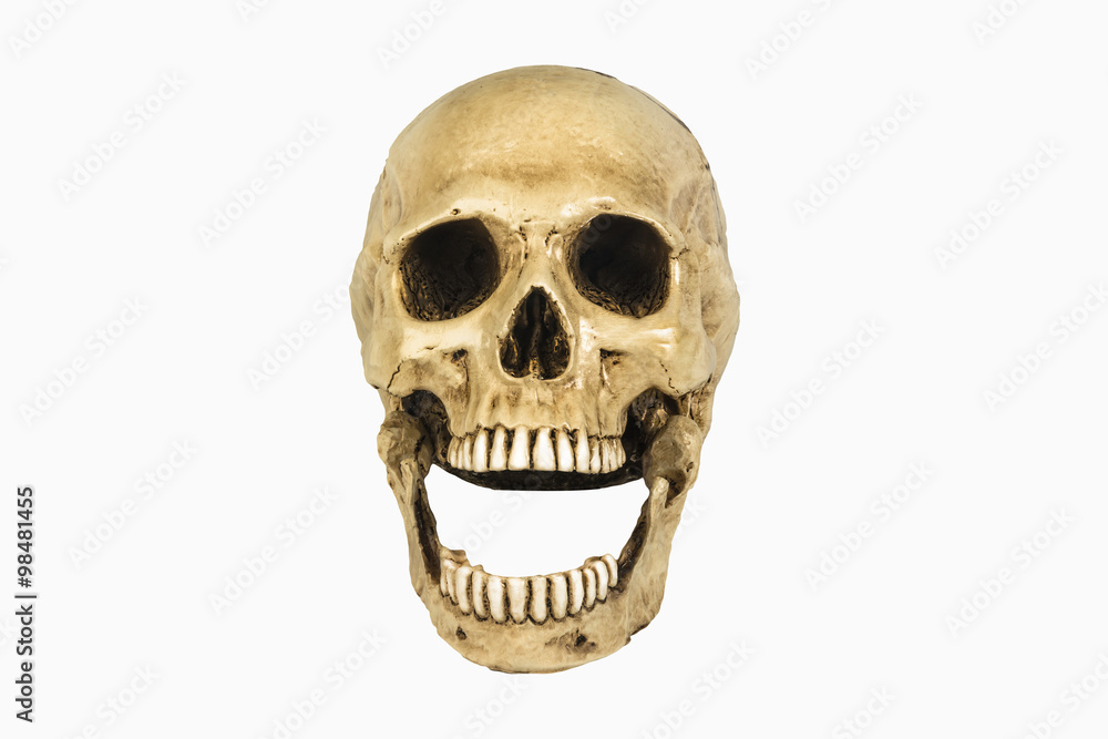 Naklejka premium skull on white background