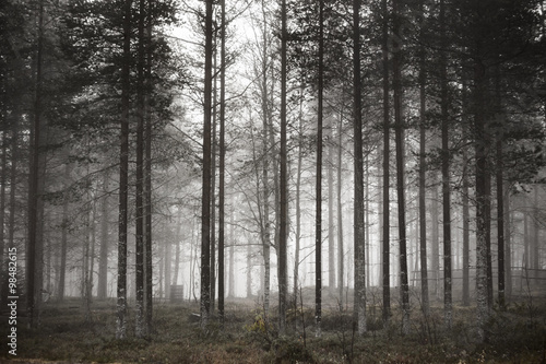 Trees in the forest in the winter.