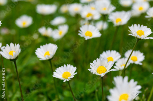 Green grass and white daisy
