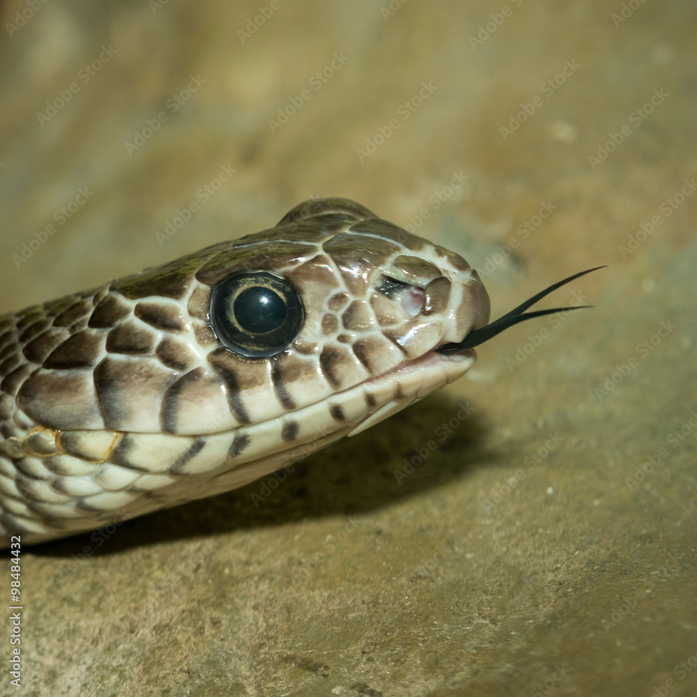 Obraz premium Snake's head