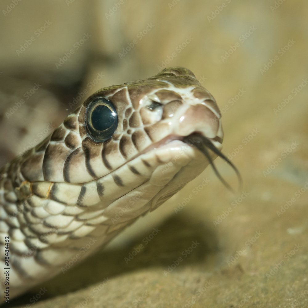 Fototapeta premium Snake's head