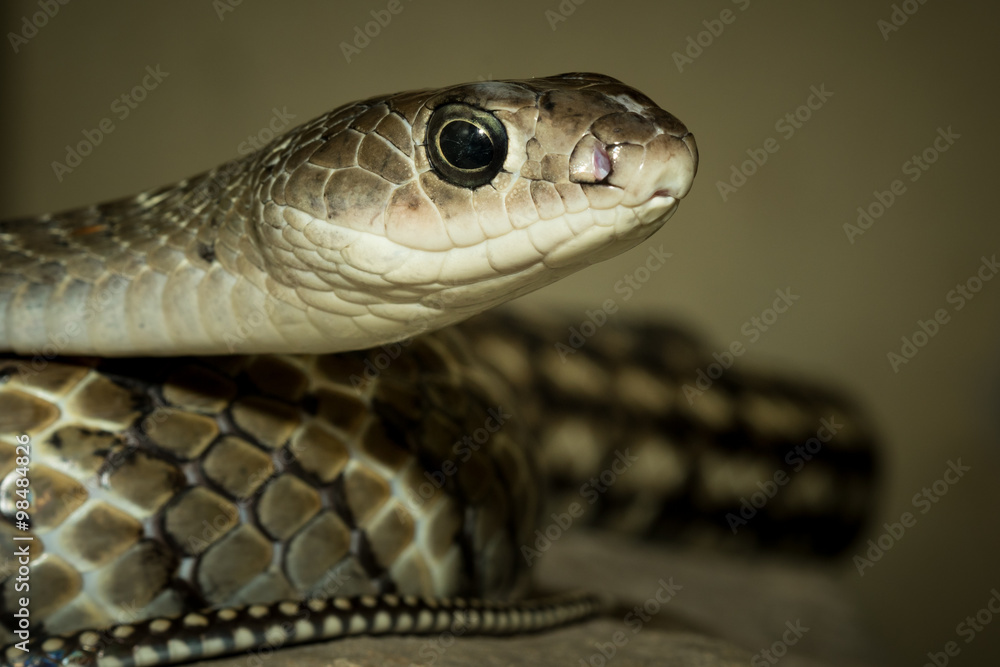 Snake's head Snake's head