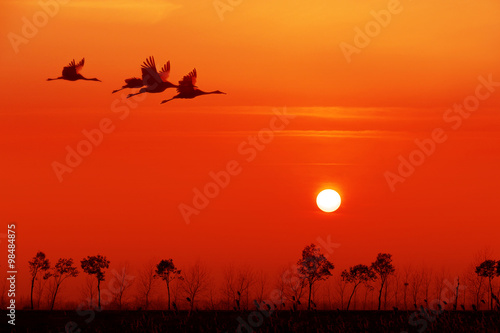 Red-crowned Crane flying in the sunset background. © photofang