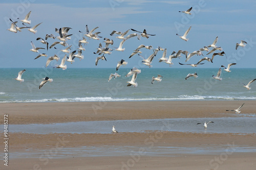 groupe de mouettes