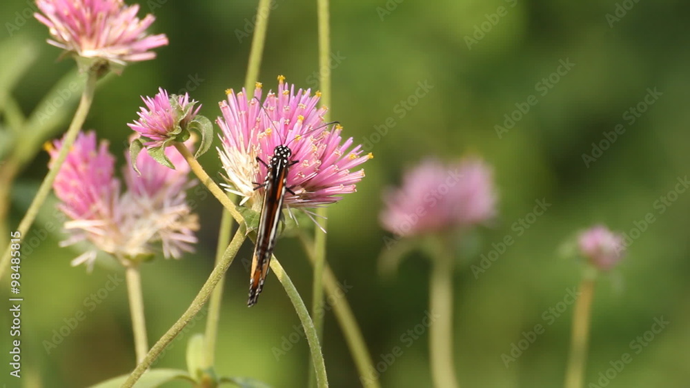 butterfly sucking pollen from pink flower