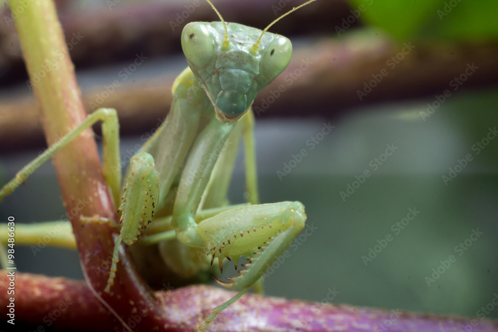 Macro image of an insect Praying mantis Macro image of an insect Praying mantis