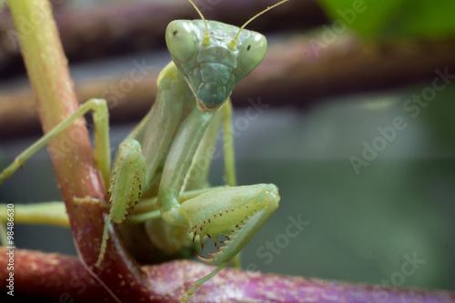 Macro image of an insect Praying mantis