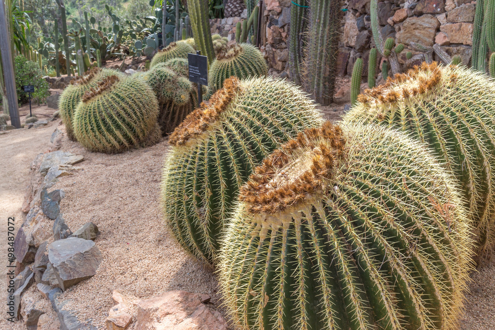 Cactus Family Cactus Family