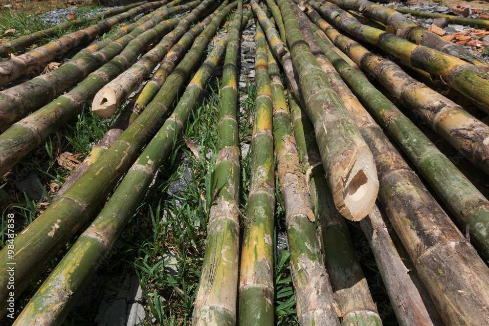 pile of bamboo stick prepare for material of construction pile of bamboo stick prepare for material of construction