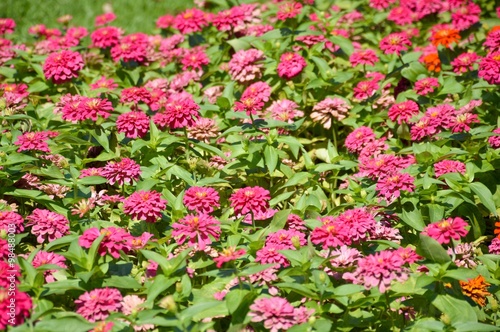 Wallpaper Mural pink zinnia flower in garden Torontodigital.ca