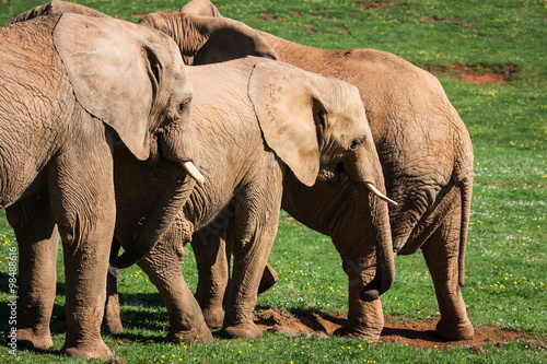 Elephants family on African savanna. Safari in Amboseli  Kenya 