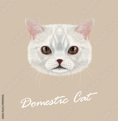 Cat animal cute face. Vector funny white vanilla tabby cat head portrait. Realistic fur portrait of domestic striped brown eyes kitty isolated on beige background. © ant_art19