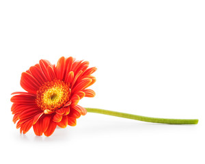 Handdoek met foto Gerbera Oranje gerbera in volle bloei  © ifiStudio