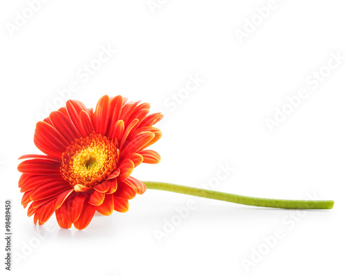 Orange gerbera daisy flower Fototapet