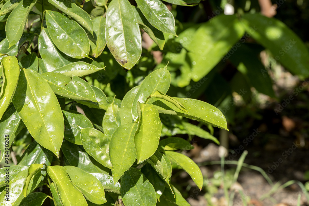 Soursop, Prickly Custard Apple, tree,Medicinal properties, to treat cancer. Soursop, Prickly Custard Apple, tree,Medicinal properties, to treat cancer.